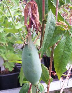 red banana passionfruit